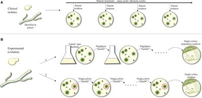 Experimental and in-host evolution of triazole resistance in human pathogenic fungi